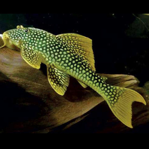 L14 Sunshine Pleco