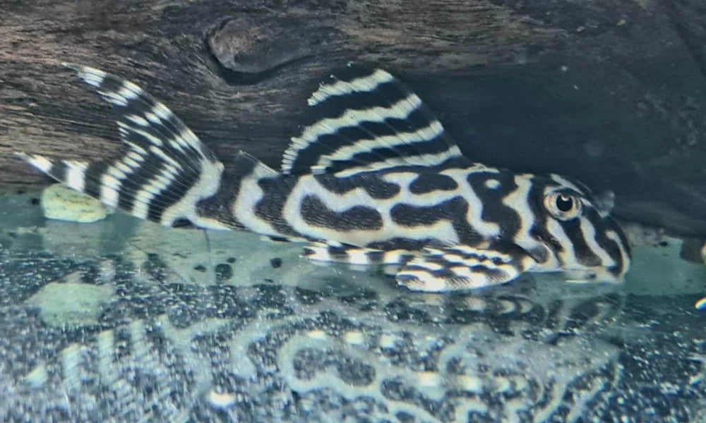 L236 Cracked Zebra Pleco 5cm