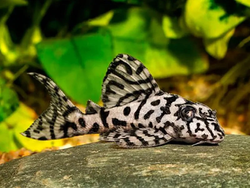 L236 Cracked Zebra Pleco A Grade 6cm