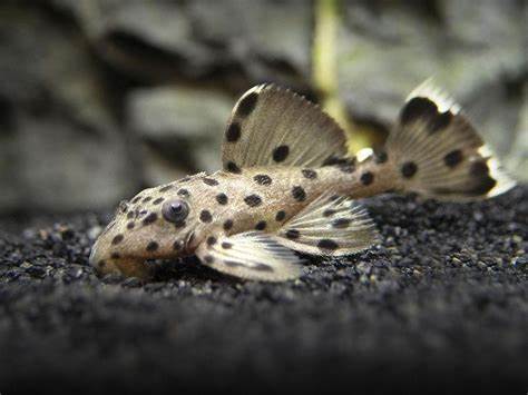 L264 Sultan Pleco 4cm