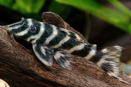 L270 Chocolate Zebra Pleco Adult