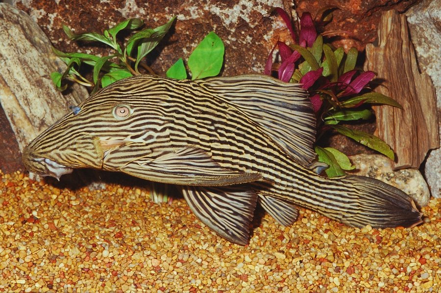 L27C Thunder Line Royal Panaque Pleco 5cm