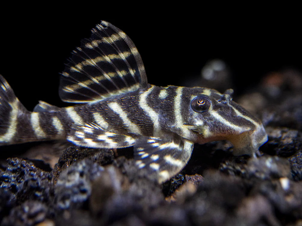 L340 Mega Clown Pleco 5cm