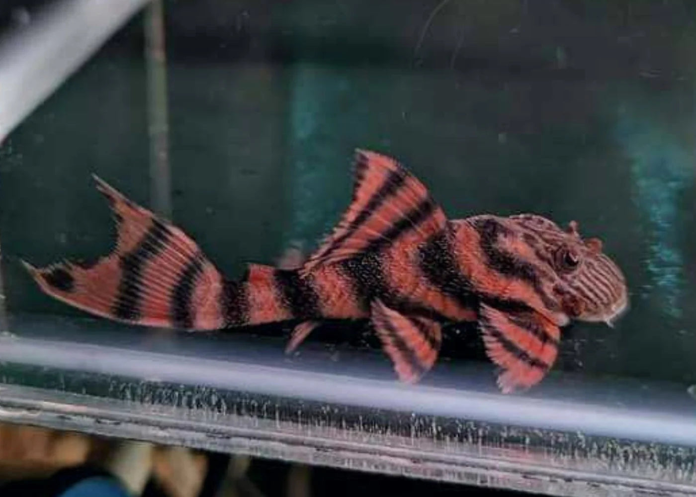 L002 Tiger Pleco 5cm