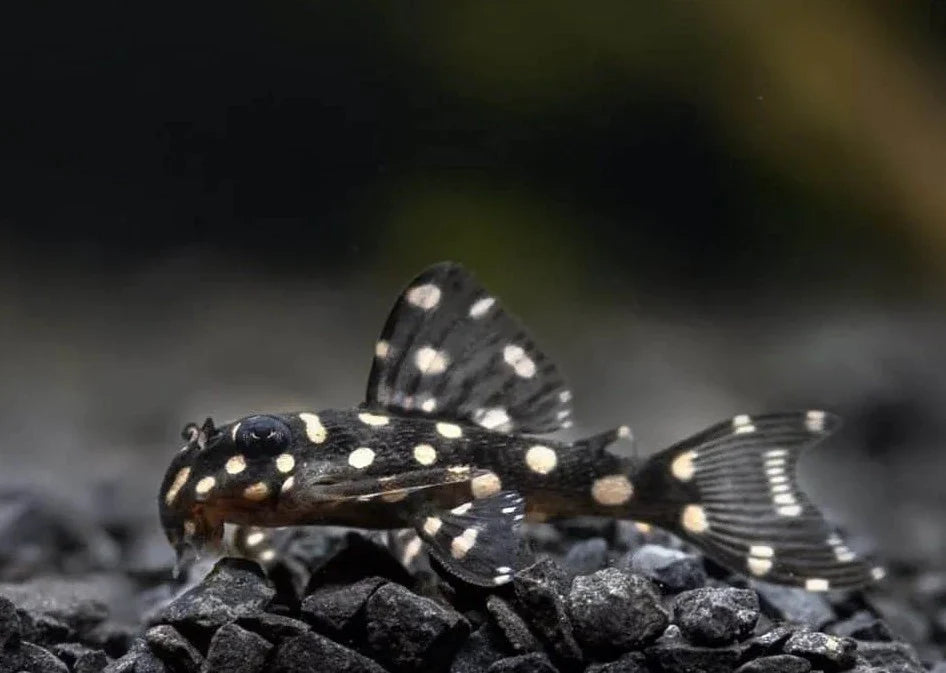 L471 Dwarf Snowball Pleco 3cm