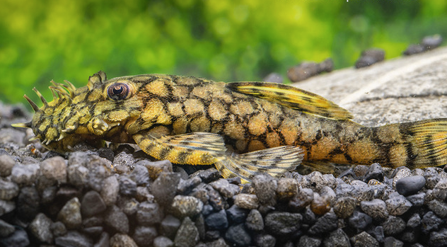 L519 Honeycomb Bristlenose Pleco