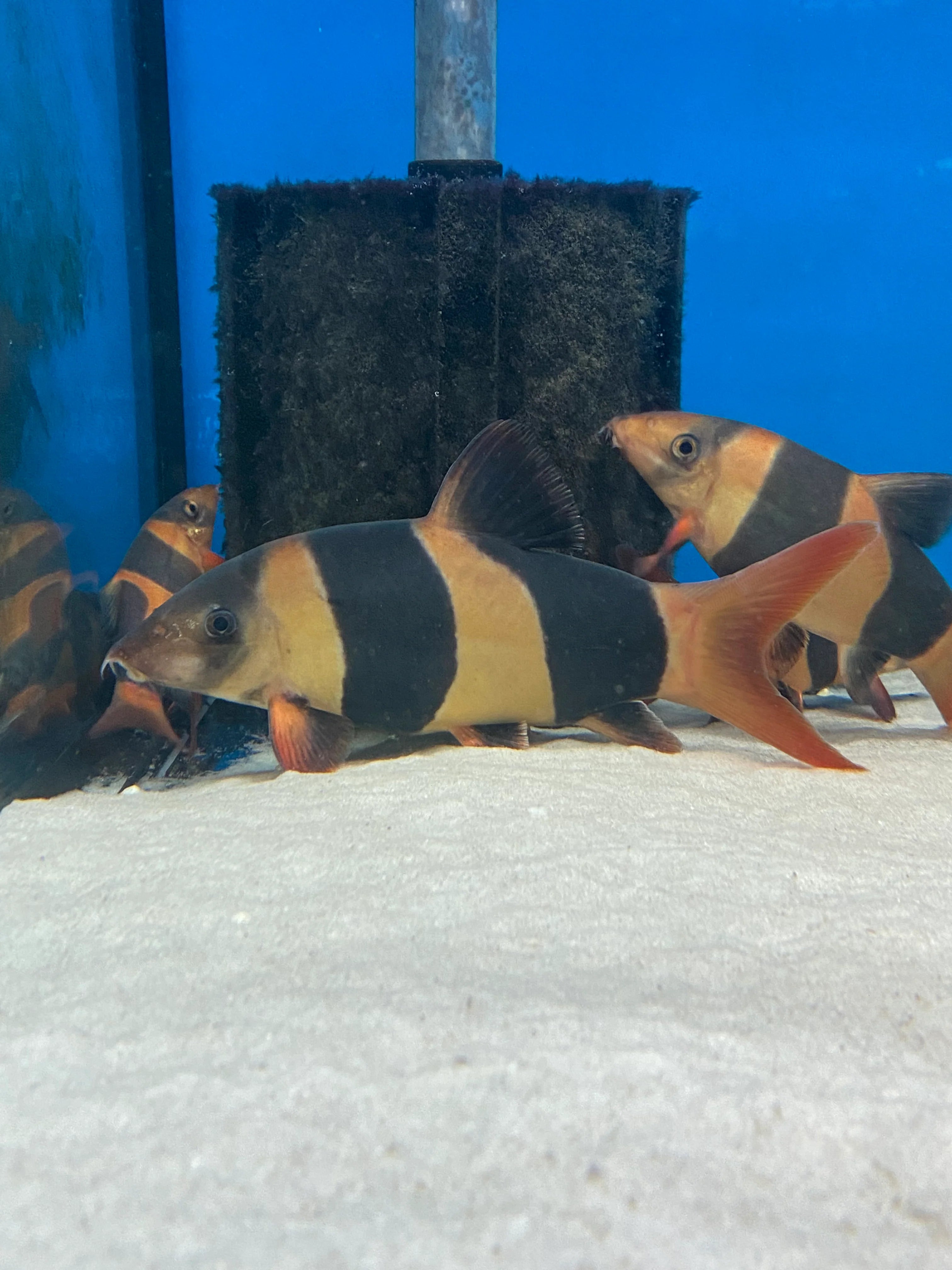 Small Clown Loach 5cm
