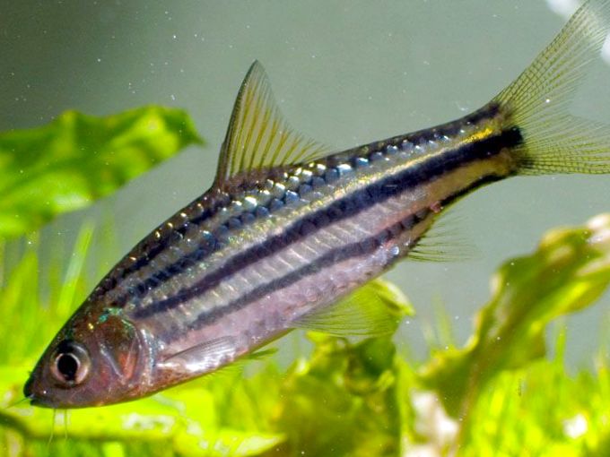 Lines Barb P.Lincatus