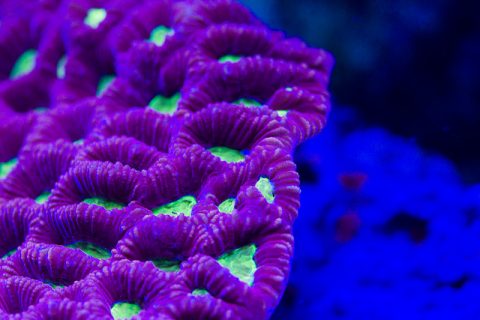 Live coral for aquariums 