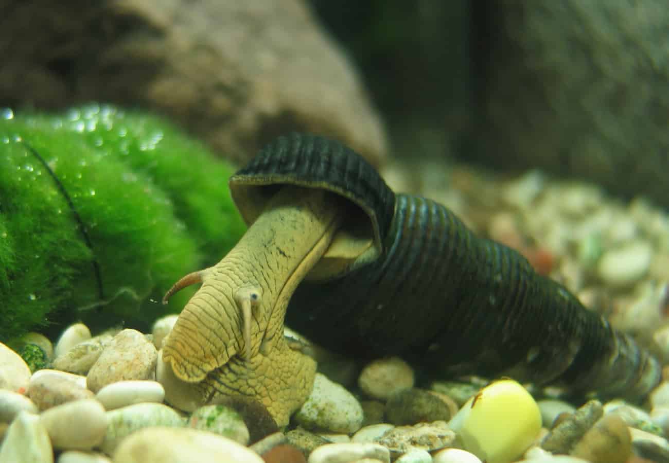 Black Sulawesi Rabbit Snail