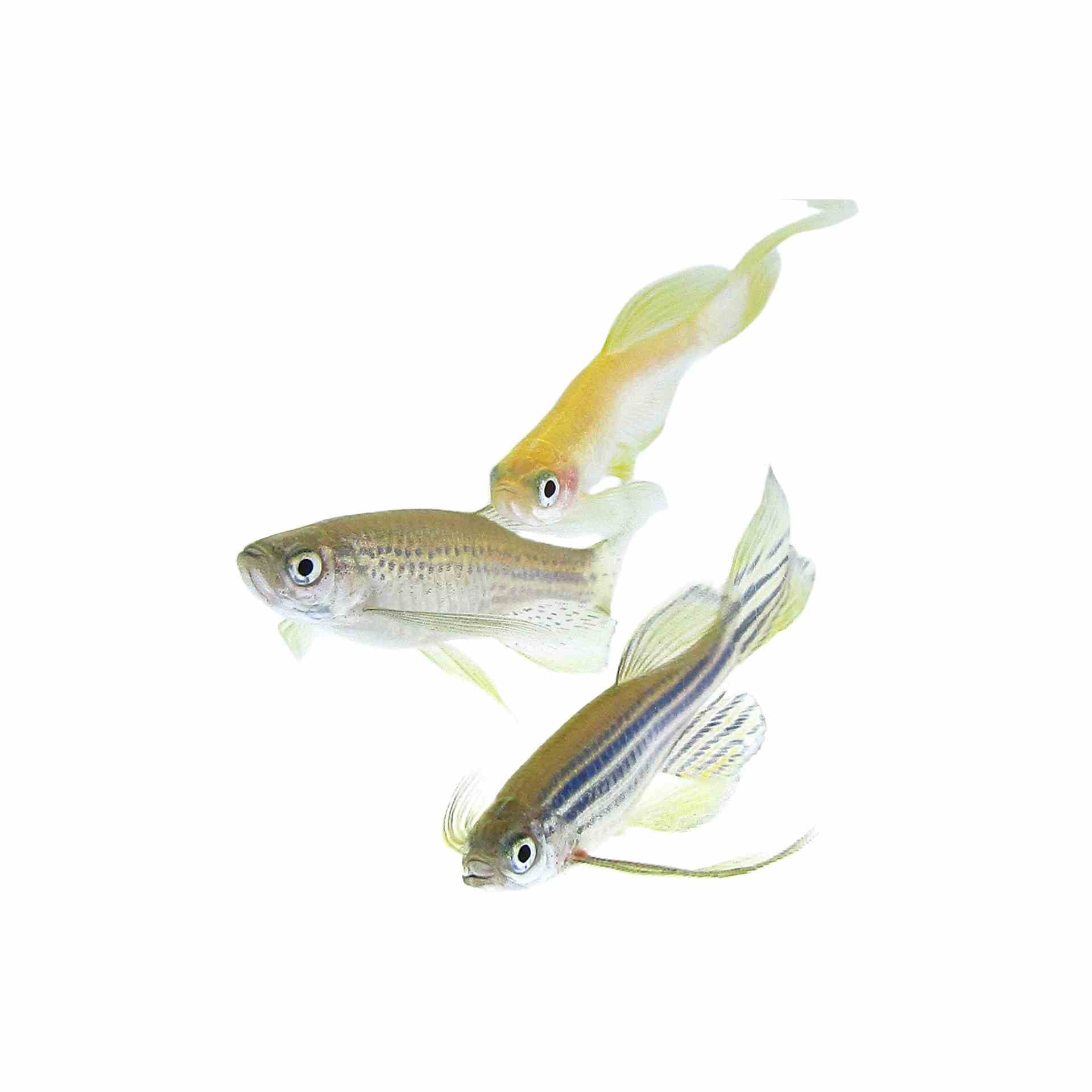 Assorted Danio