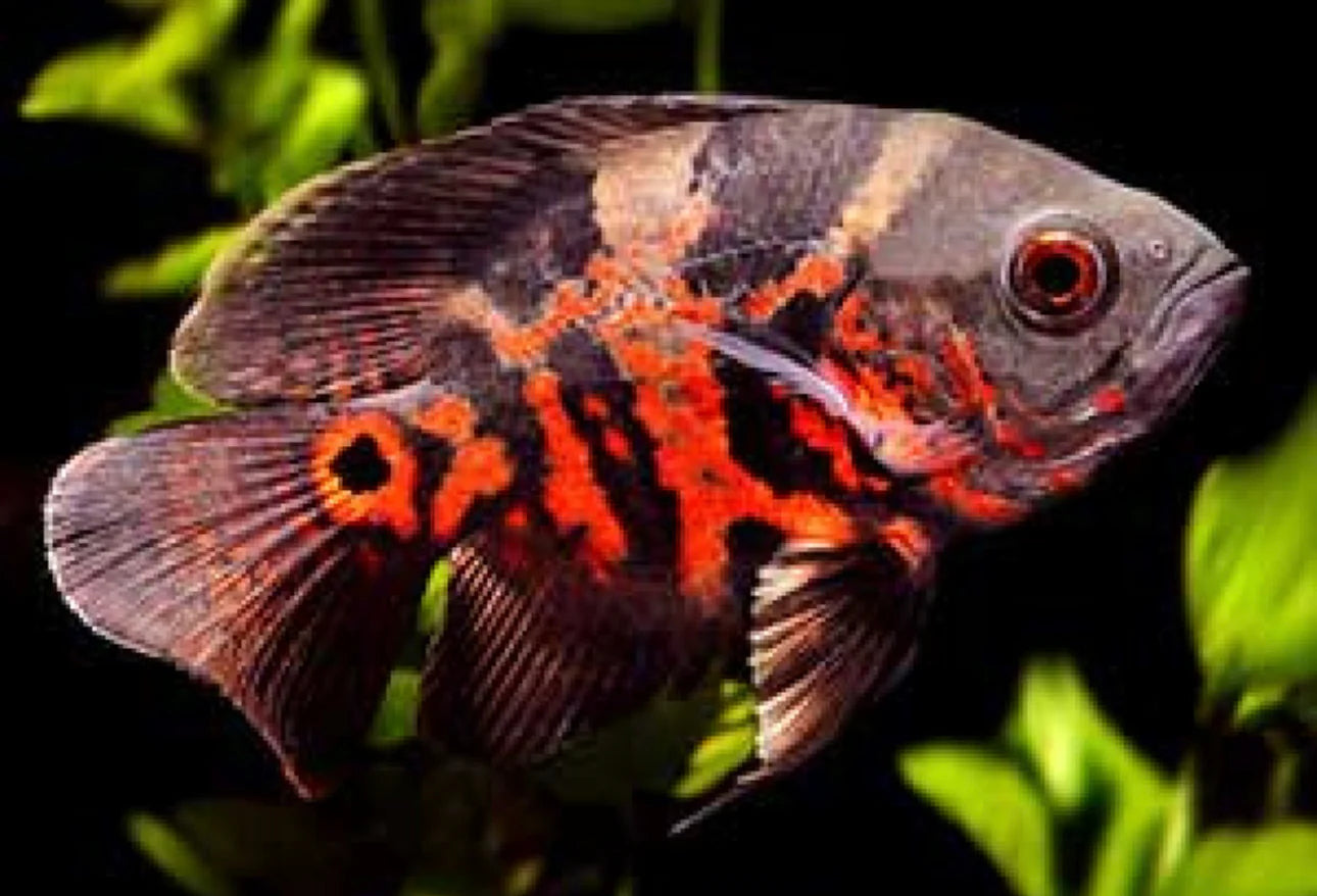 Longfin Tiger Oscar 7cm
