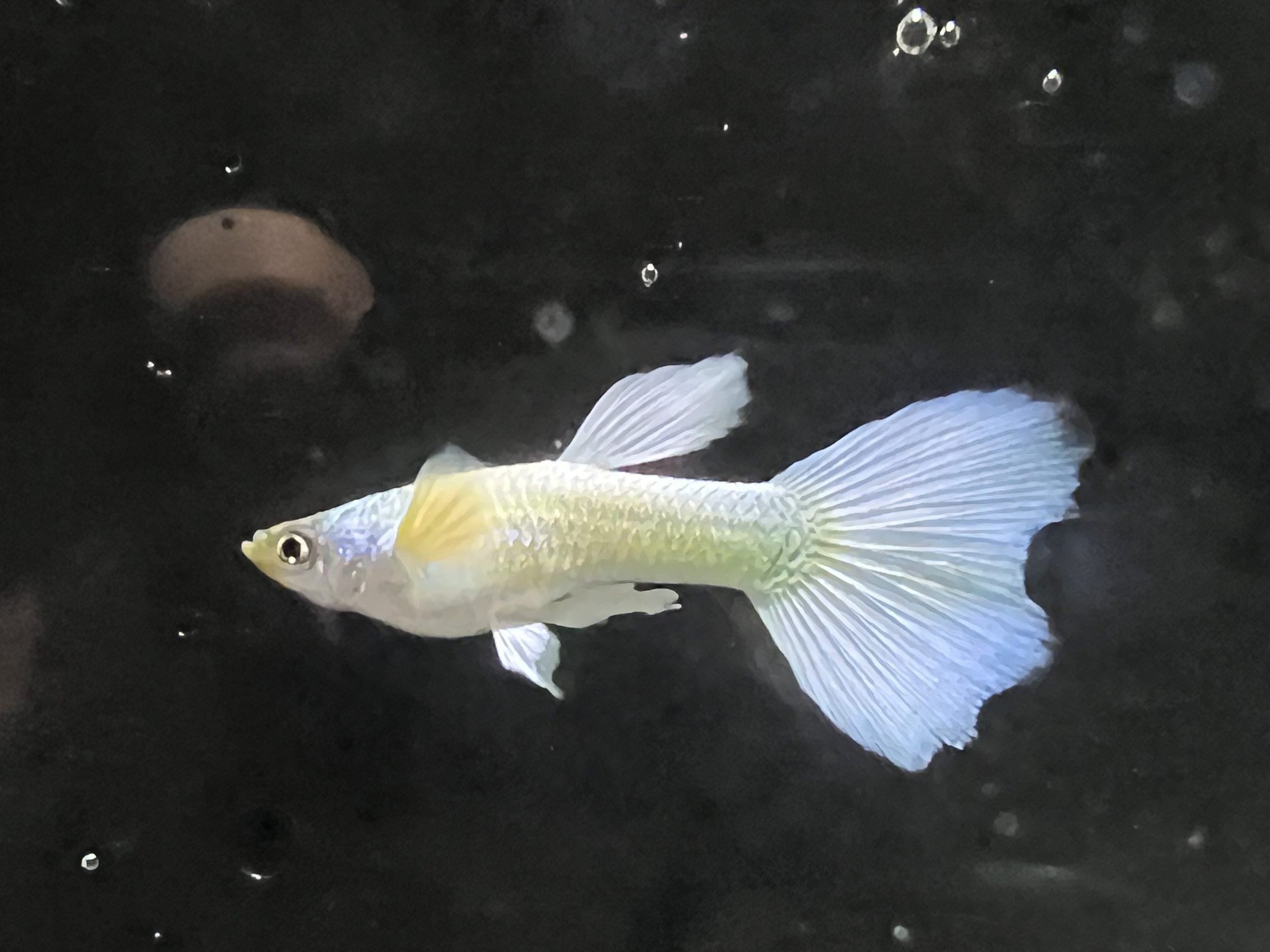 Luminous White Guppy Male