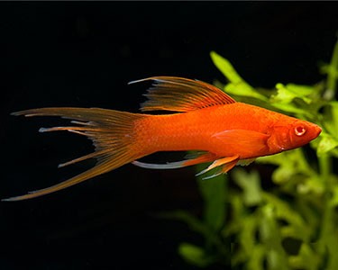 Lyretail Swortail