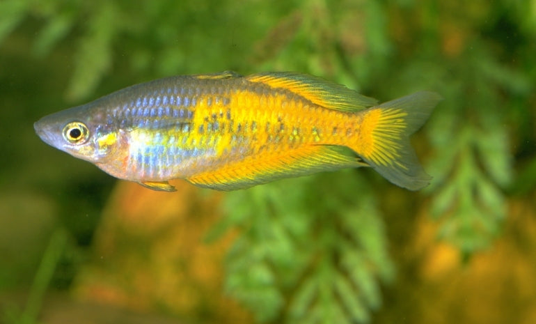 Parkinsoni Rainbowfish - Orange Form