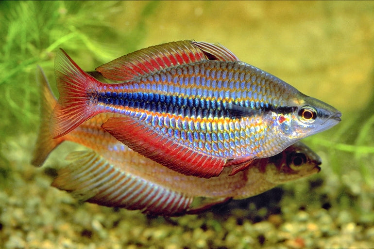 M. trifasciata - Richard River Banded Rainbowfish 5cm