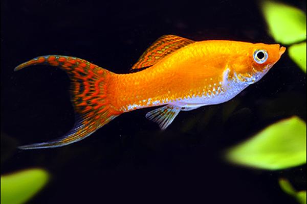 Glowlight Red Lyretail Molly