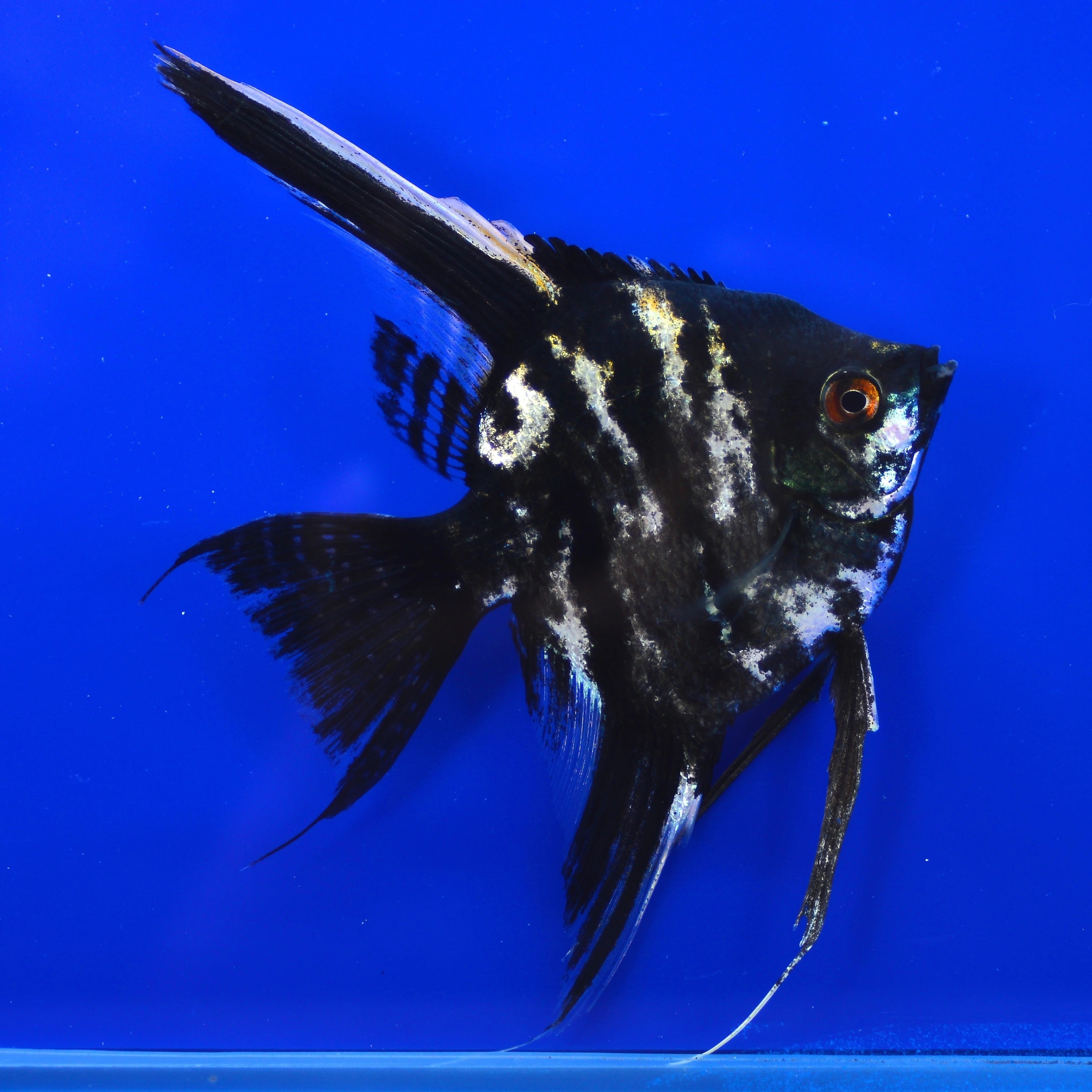 XL Assorted Angelfish 12-15cm