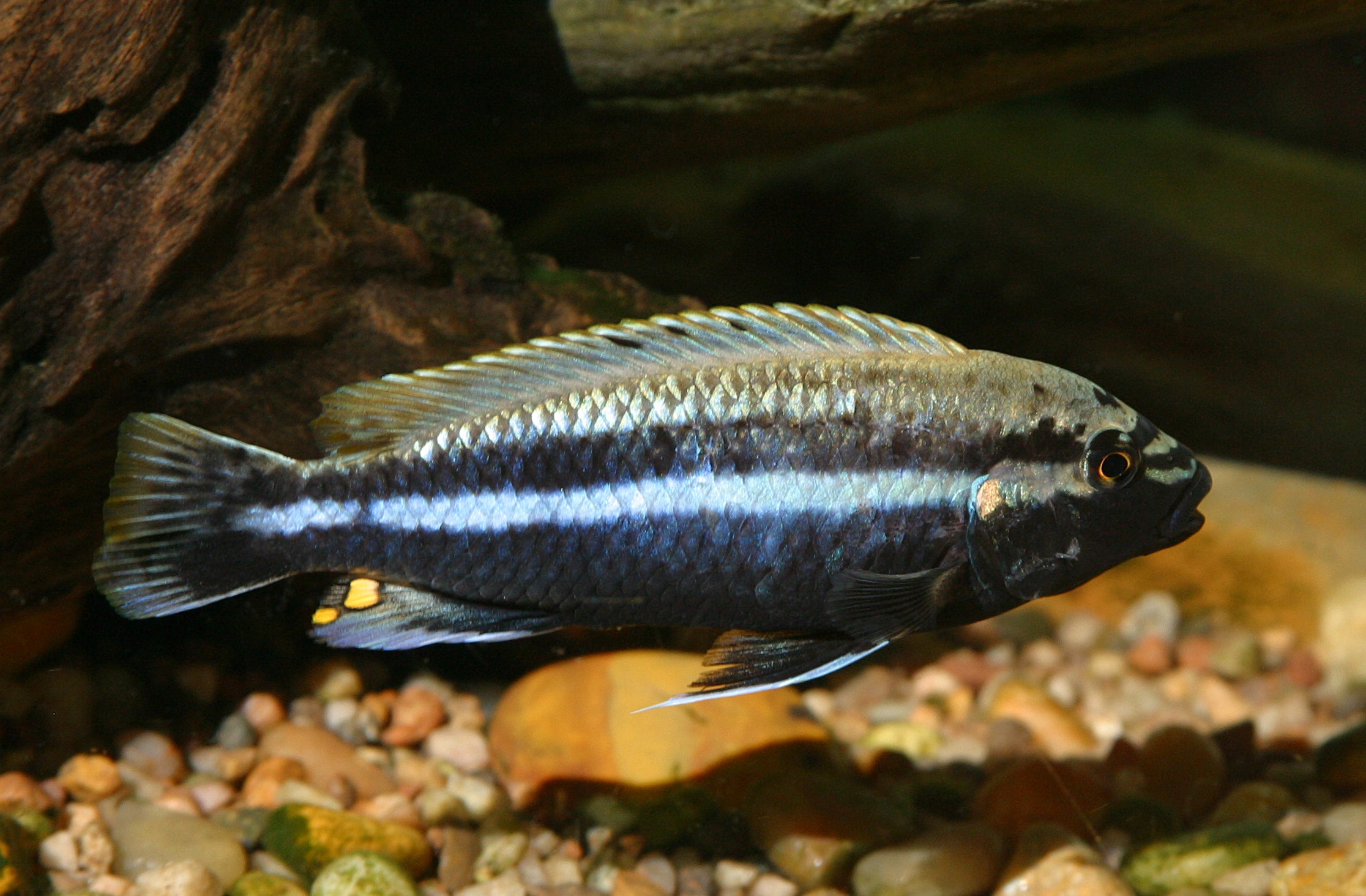 XL Melanochromis Auratus 10CM