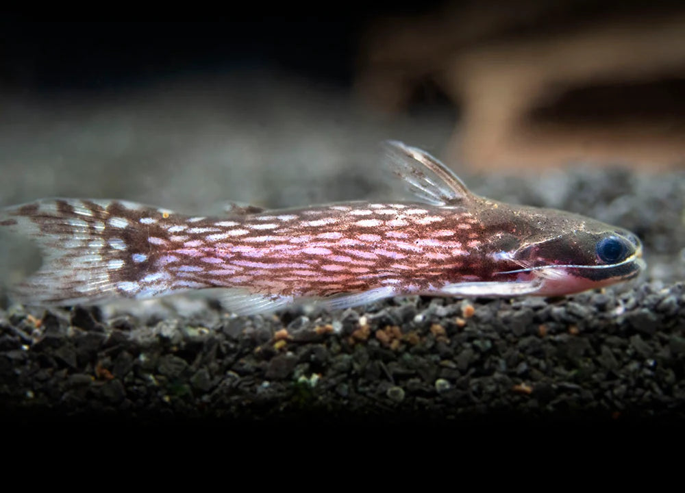 Milky Way Galaxy Wood Catfish