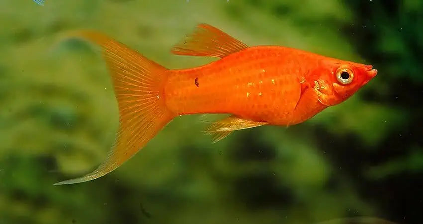 Calico Red Lyretail Molly
