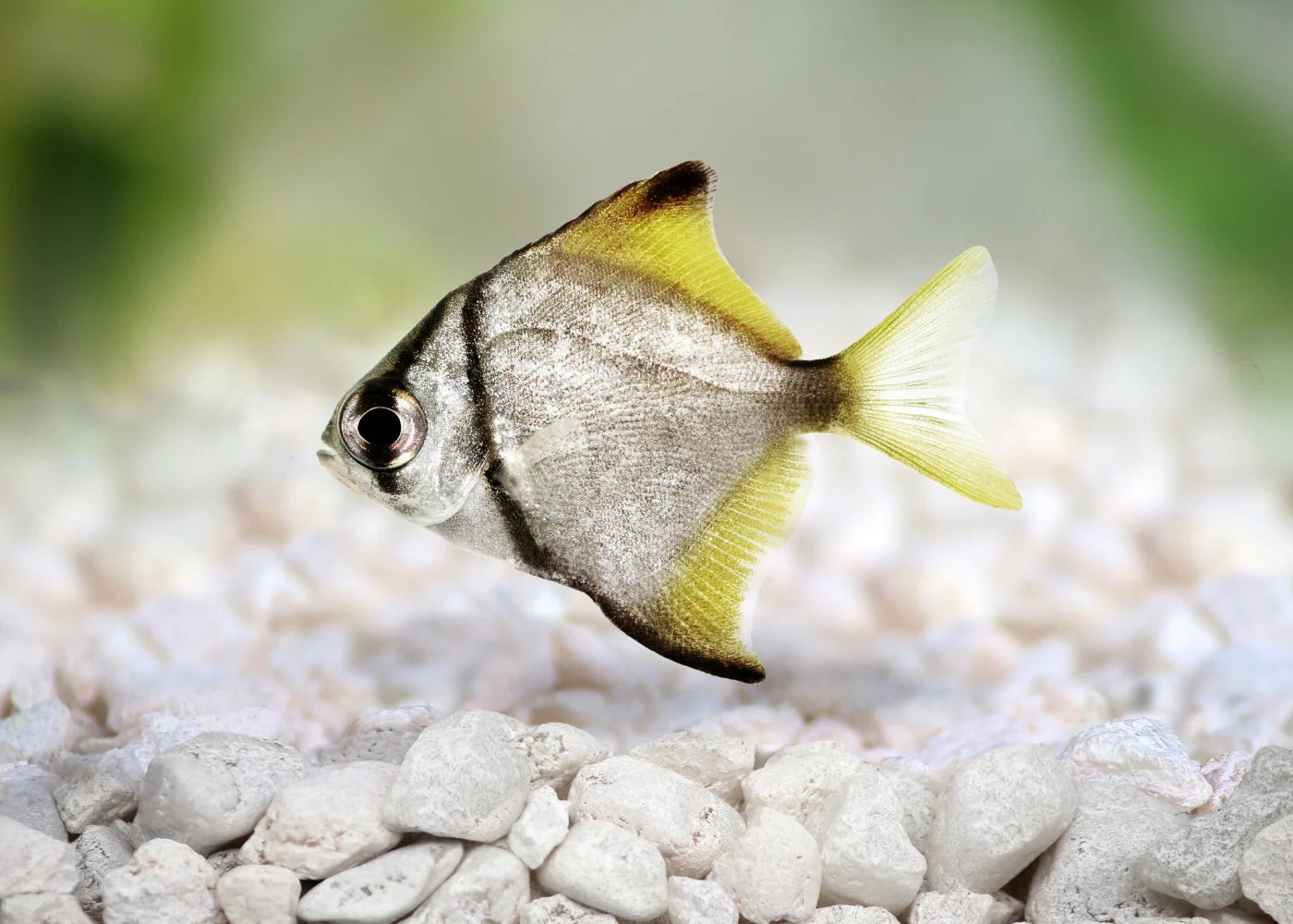 Mono Sebae 4cm