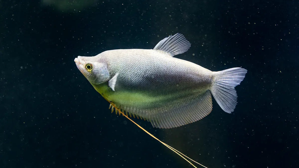Moonlight Gourami