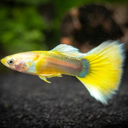 Moscow Yellow Male Guppy