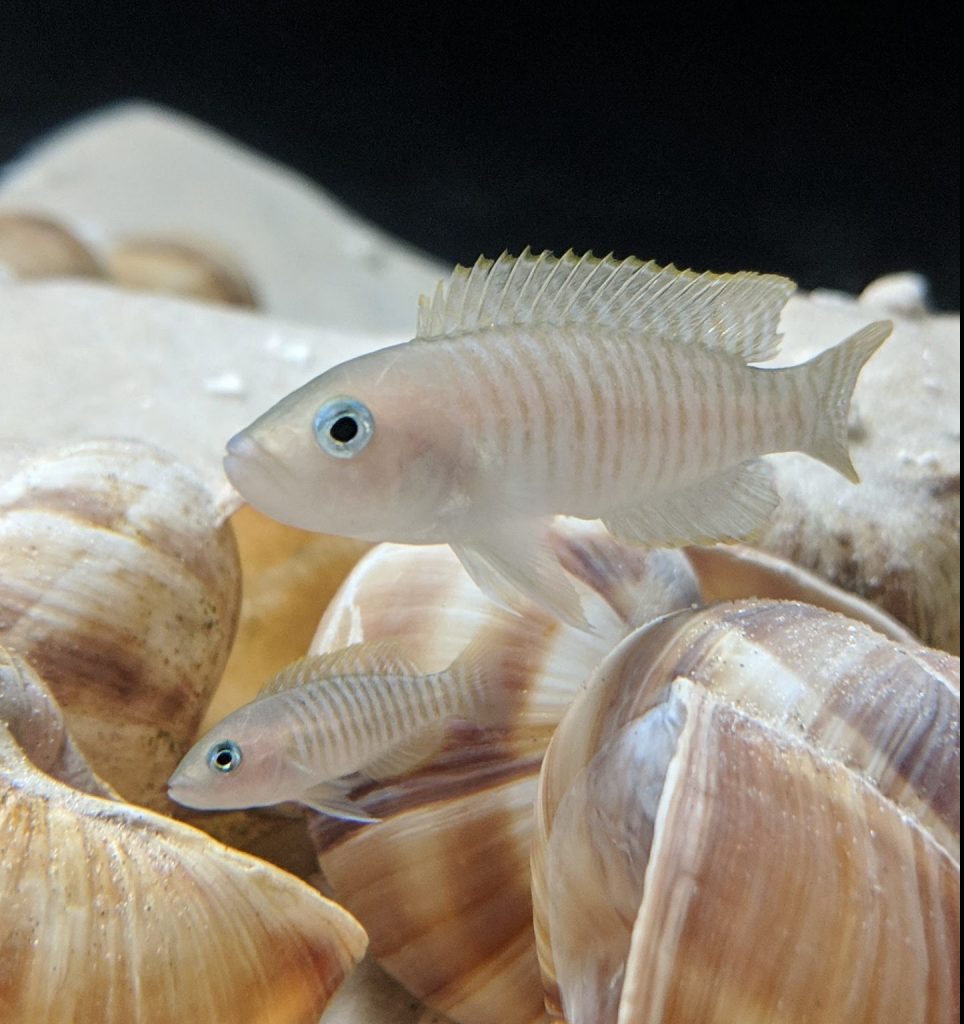 Multifasciatus Shell Dweller