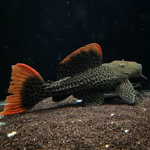 L600 Leopard Cactus Pleco 5cm