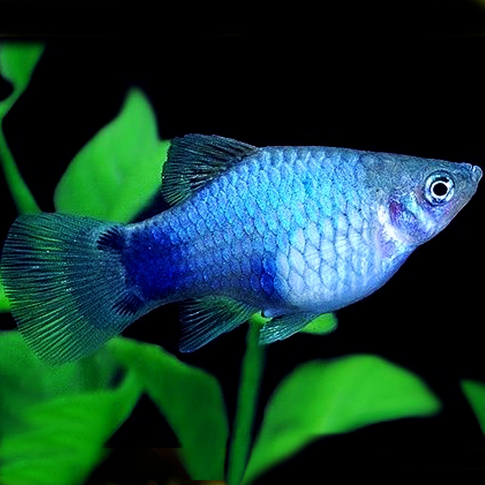 Neon Blue Platy