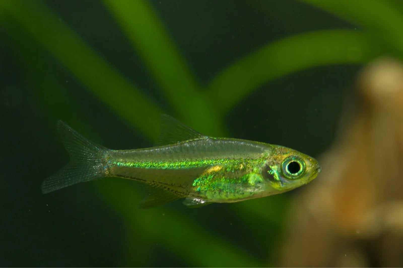 Neon Green Rasbora