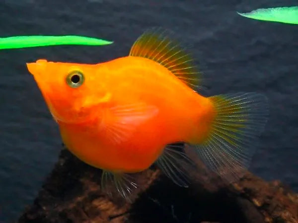 Neon Red Balloon Molly