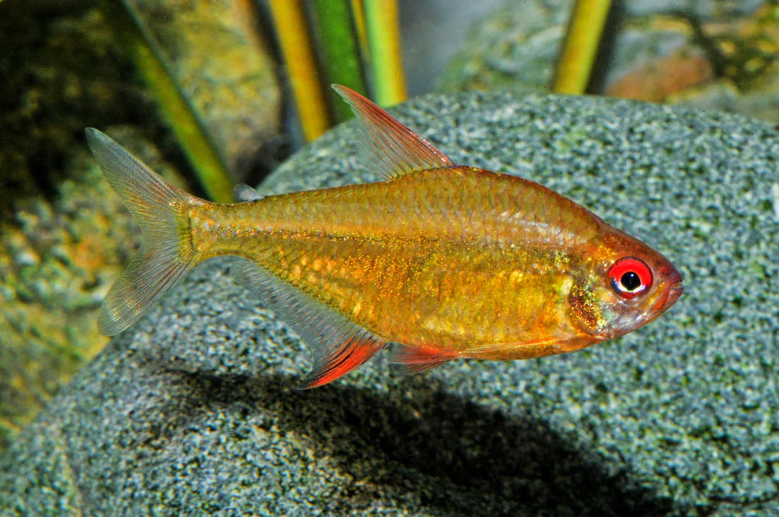 Orange Bolivian Lemon Tetra
