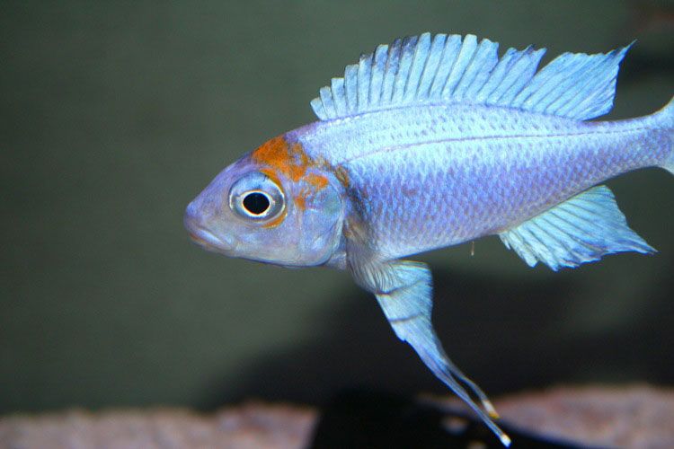 Orange Cap Ophthalmotilapiapia Ventralis