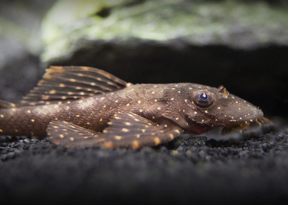Orange Spot Bristlenose 5cm
