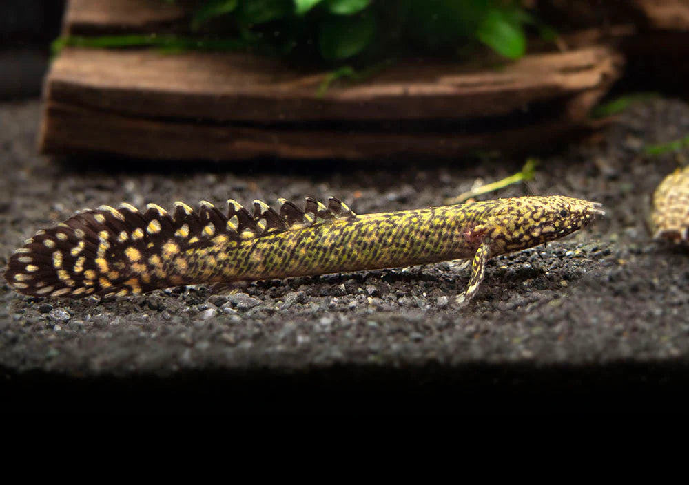 Ornate Bichir 10cm