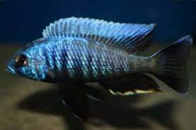 Otopharynx tetraspilus - Yellow Fin Mloto