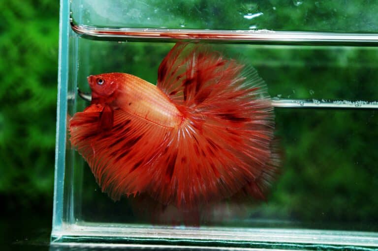 Half Moon Armaggedon Betta Male