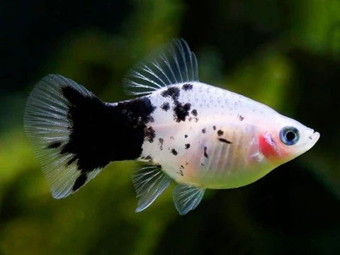 Panda Platy