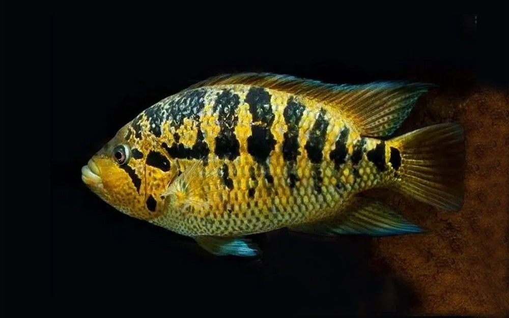Red Tiger Mota Cichlid Parachromis motaguensis 7cm