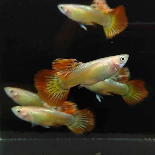 Phoenix Guppy Pair