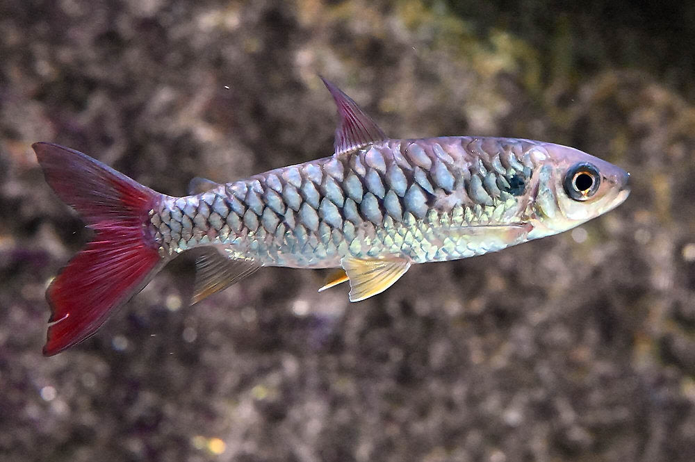 Pink Tail Chalceus