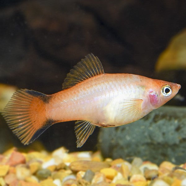 Swordtail Pink Comet