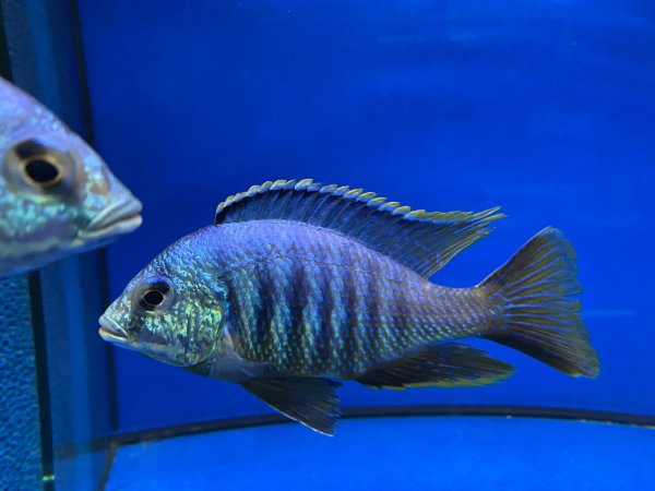 Placidochromis sp Jalo Reef 7cm