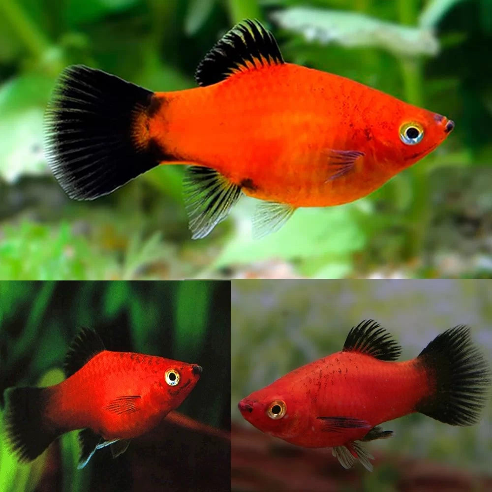 Blood Red Balloon Platy