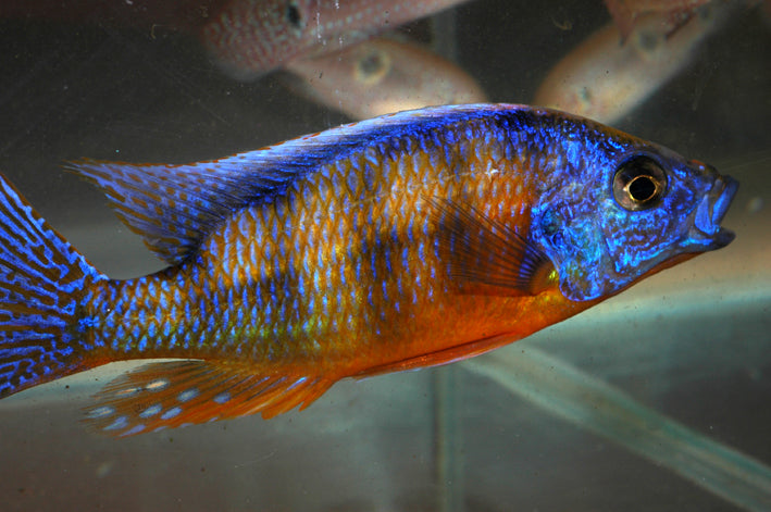 Protomelas sp. Taiwan Reef