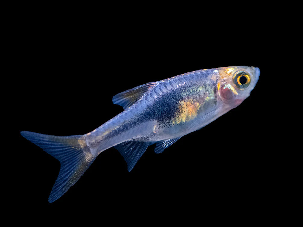 Purple Harlequin Rasbora