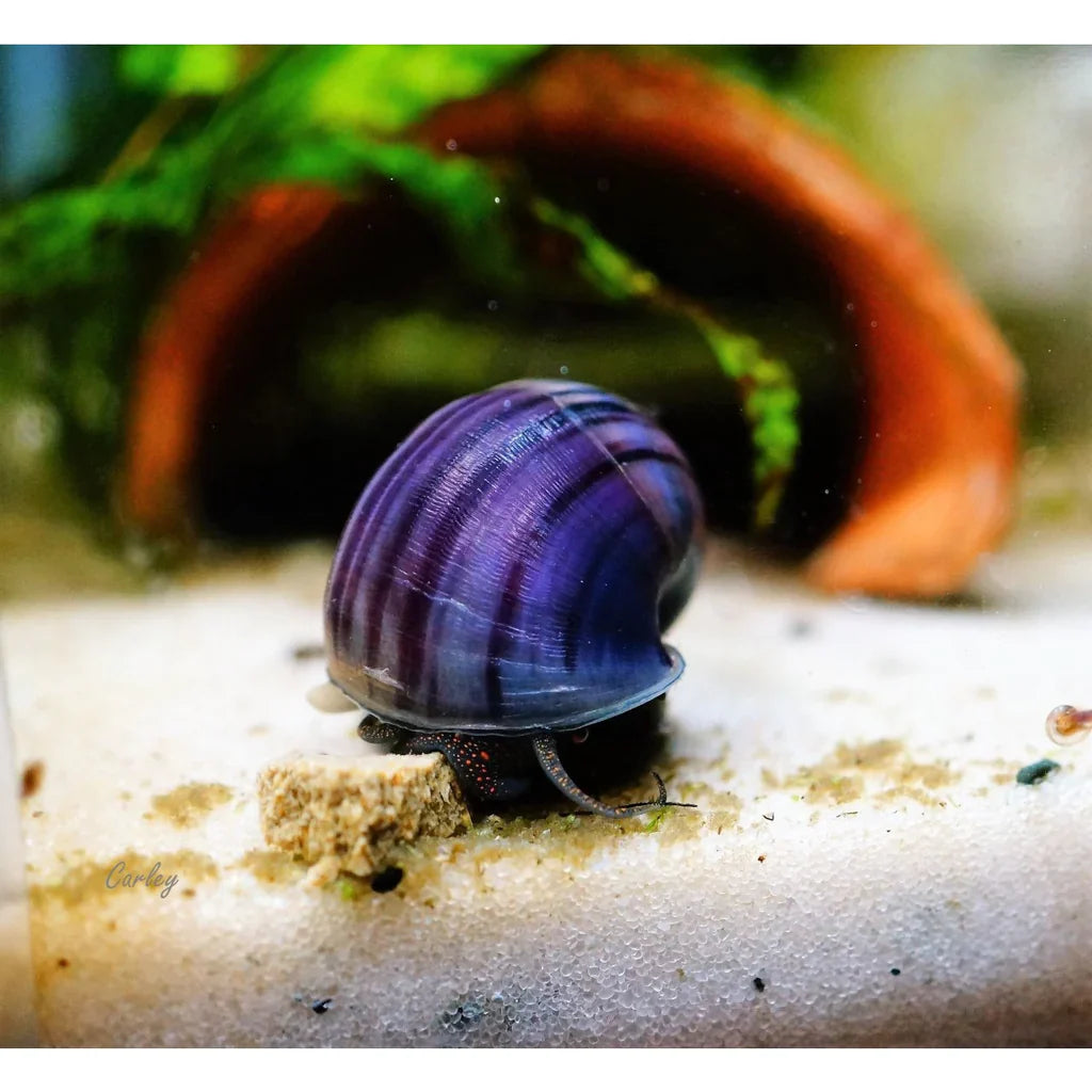 Purple Mystery Snail
