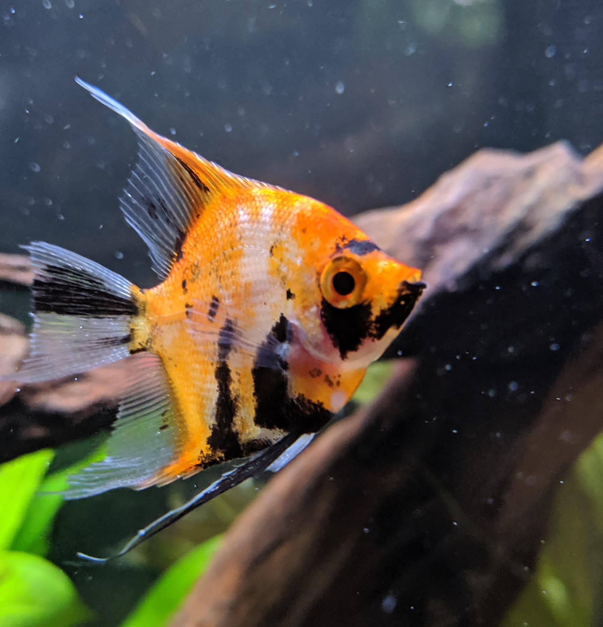 Red Devil Angelfish 5cm